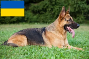 Read more about the article Shepherd dog breeders and puppies in Ukraine