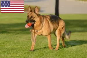 Read more about the article Shepherd dog breeders and puppies in USA