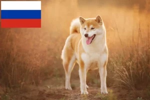 Read more about the article Shiba breeders and puppies in Russia