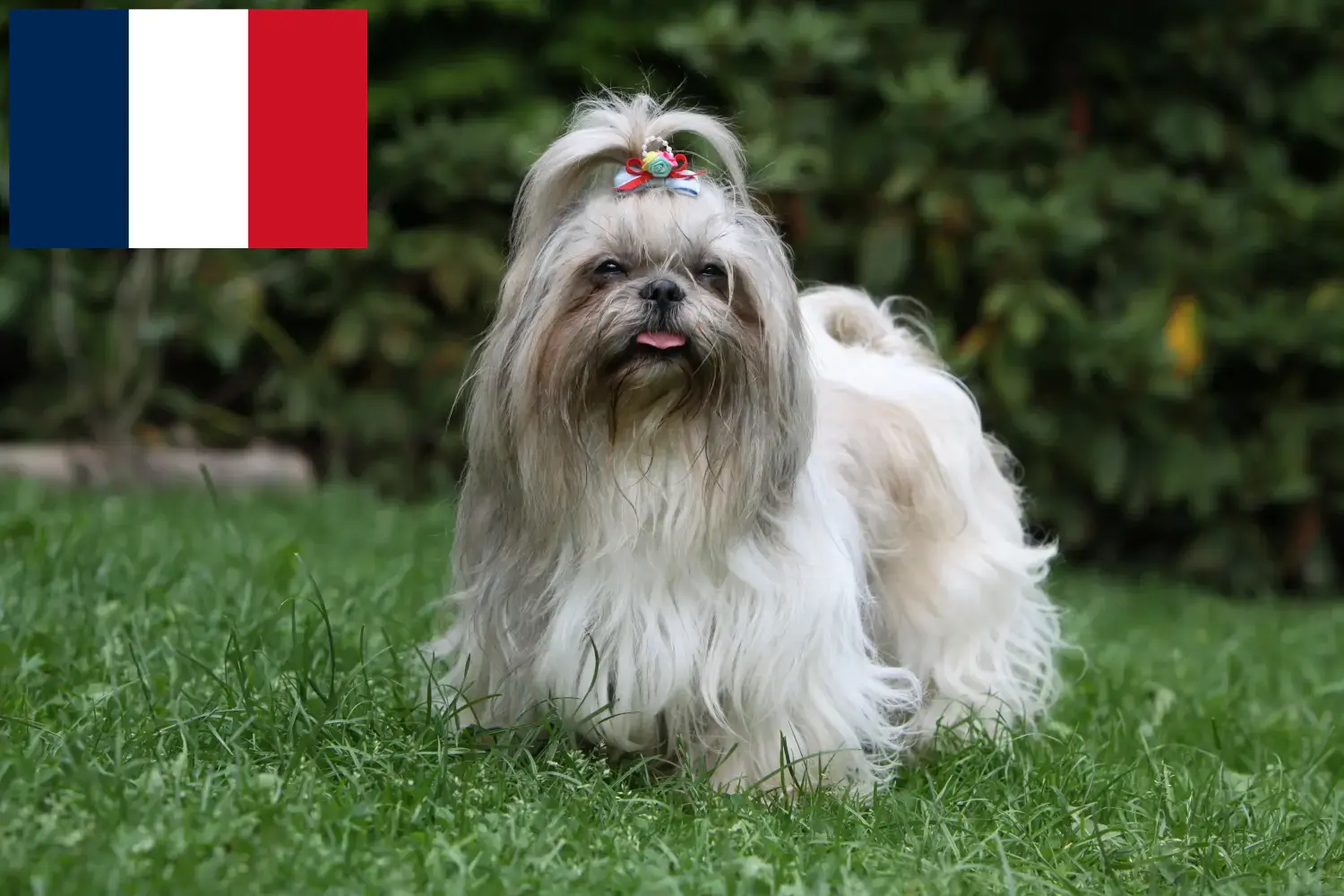 Shih Tzu puppies and breeders France Find Shih Tzu breeders in France here.