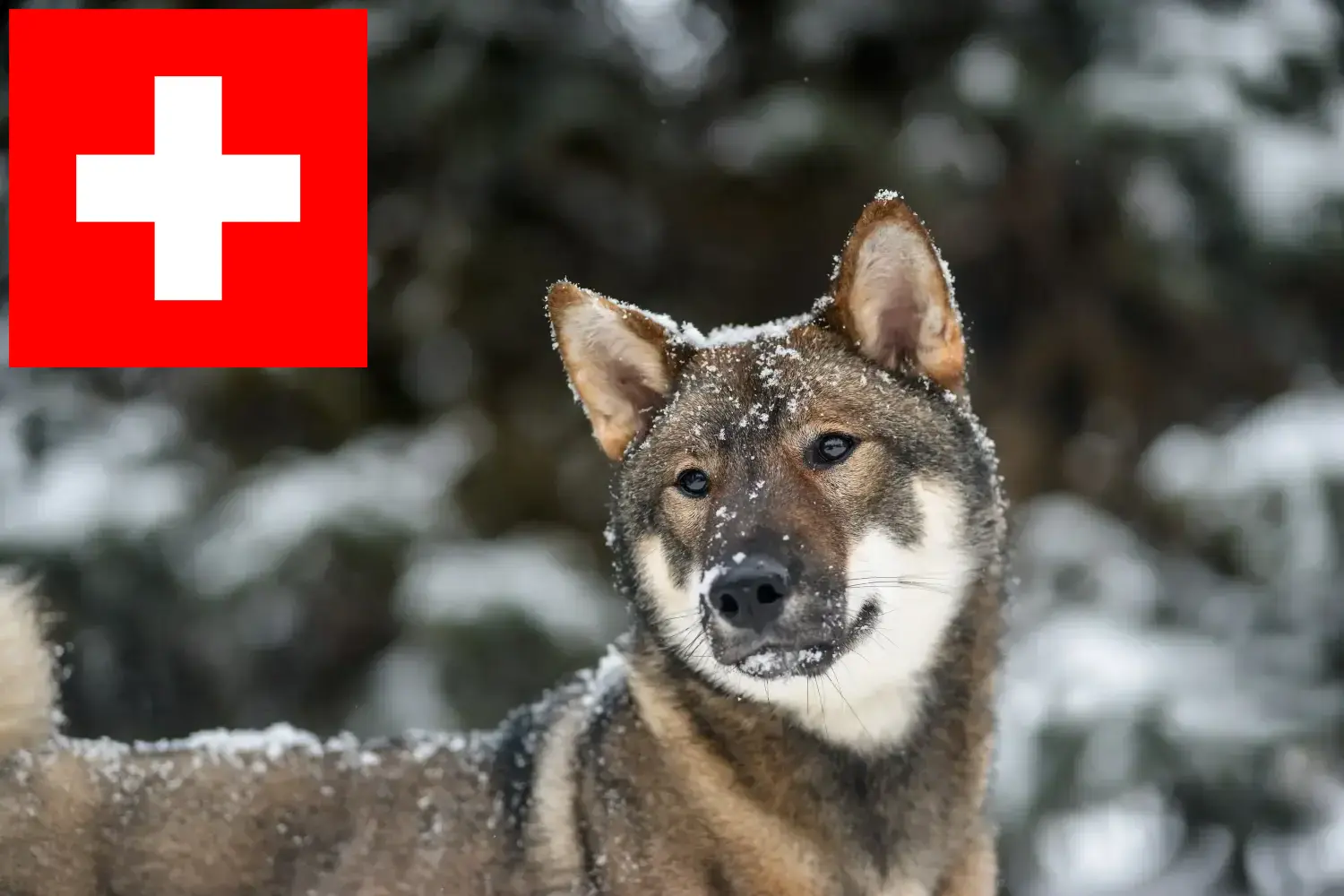 Shikoku puppies and breeders Switzerland Here you can find Shikoku breeders in Switzerland.