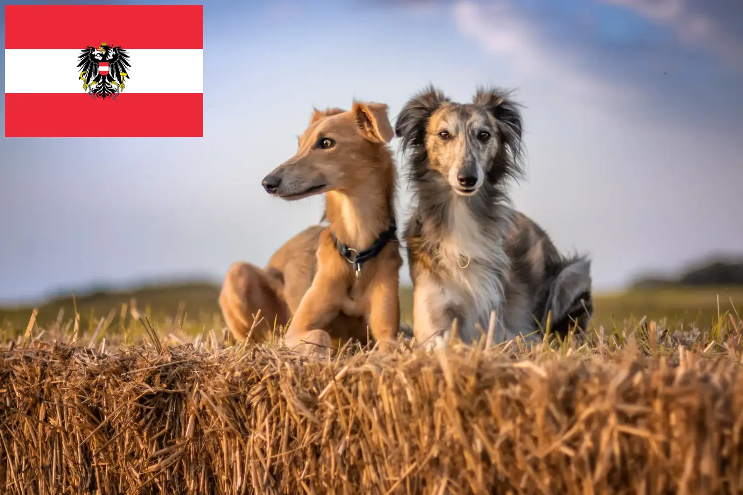 Silken Windsprite puppies and breeders Austria Here you can find Silken Windsprites breeders in Austria.