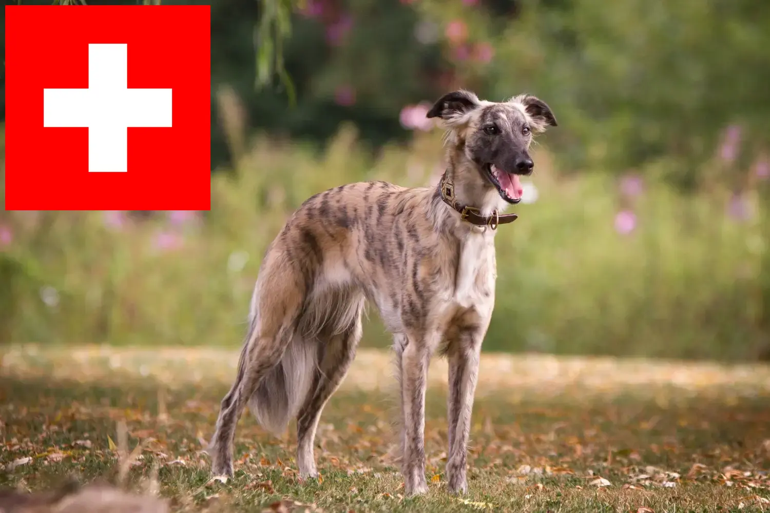 Silken Windsprite puppies and breeders Switzerland Here you can find Silken Windsprites breeders in Switzerland.