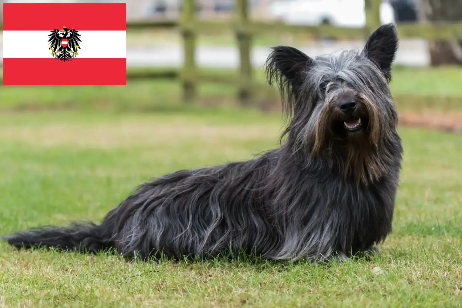 Read more about the article Skye Terrier breeders and puppies in Austria