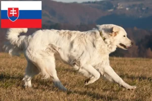 Read more about the article Slovensky Cuvac breeders and puppies in Slovakia