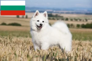 Read more about the article Spitz breeders and puppies in Bulgaria