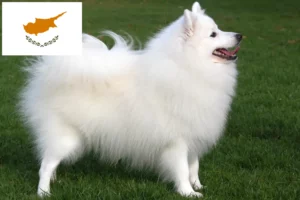 Read more about the article Spitz breeders and puppies in Cyprus