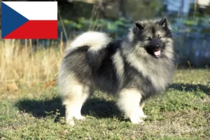 Read more about the article Spitz breeders and puppies in the Czech Republic