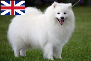 Read more about the article Spitz breeders and puppies in Great Britain