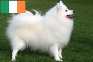 Read more about the article Spitz breeders and puppies in Ireland