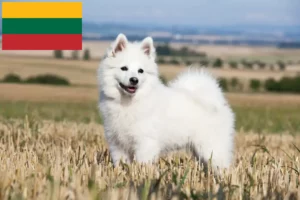 Read more about the article Spitz breeders and puppies in Lithuania