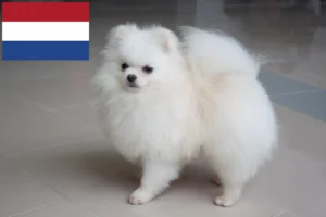 Read more about the article Spitz breeders and puppies in the Netherlands