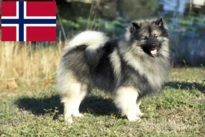 Read more about the article Spitz breeders and puppies in Norway