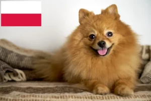 Read more about the article Spitz breeders and puppies in Poland