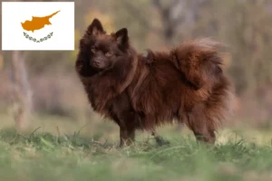 Read more about the article Spitz breeders and puppies in Republic of Cyprus