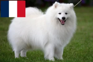 Read more about the article Spitz breeders and puppies in Réunion