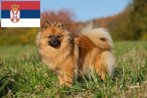 Read more about the article Spitz breeders and puppies in Serbia