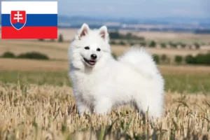 Read more about the article Spitz breeders and puppies in Slovakia