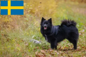 Read more about the article Spitz breeders and puppies in Sweden