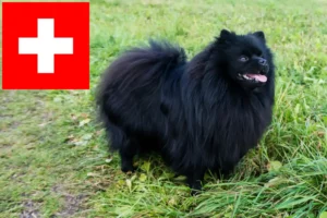Read more about the article Spitz breeders and puppies in Switzerland