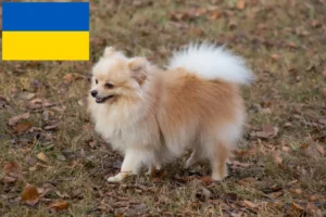 Read more about the article Spitz breeders and puppies in Ukraine