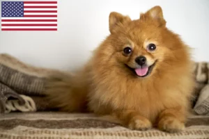 Read more about the article Spitz breeders and puppies in USA