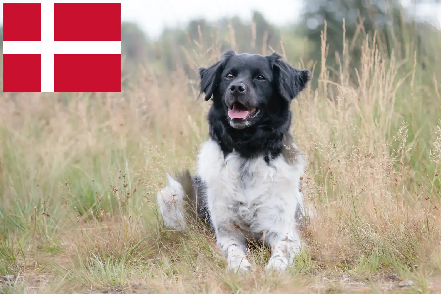 Stabij puppies and breeders Denmark Here you can find Stabijs breeders in Denmark.