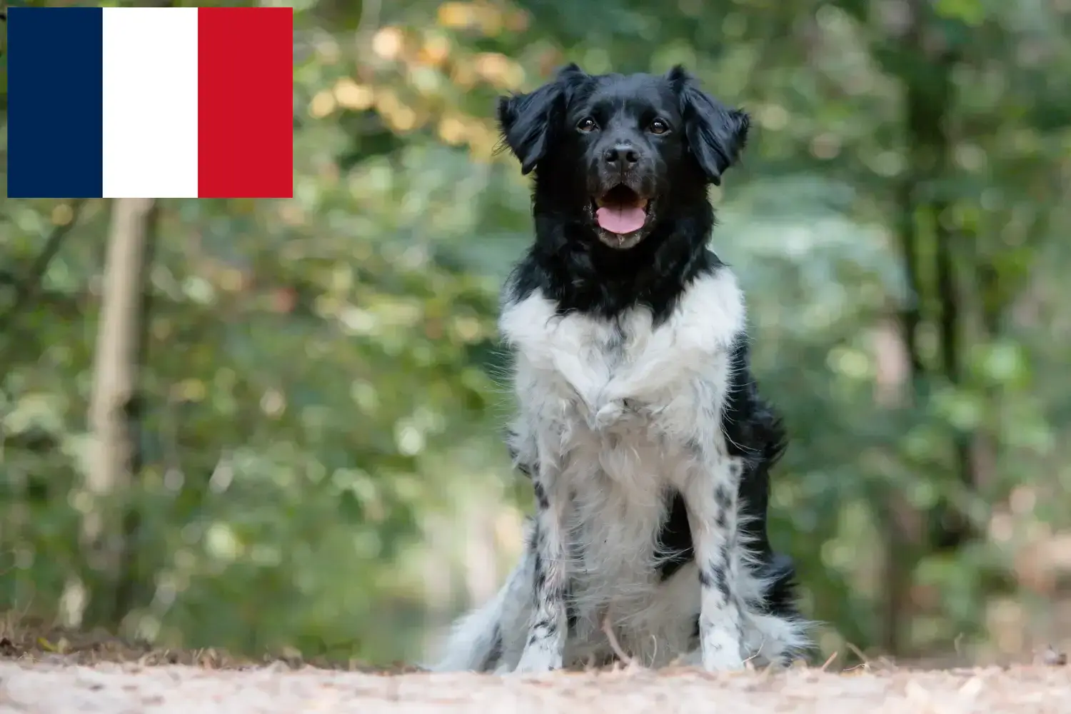 Stabij puppies and breeders France Here you can find Stabijs breeders in France.