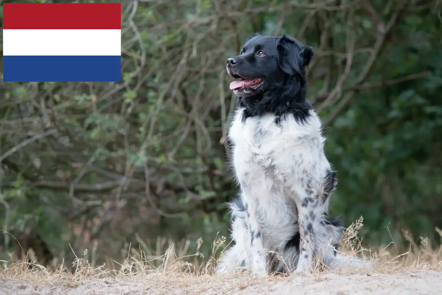 Stabij puppies and breeders Netherlands Here you can find Stabijs breeders in the Netherlands.