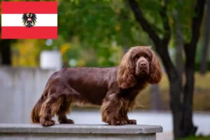 Read more about the article Sussex-Spaniel breeders and puppies in Austria