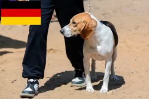 Read more about the article Swiss Lowland Dog Breeder and Puppies in Germany