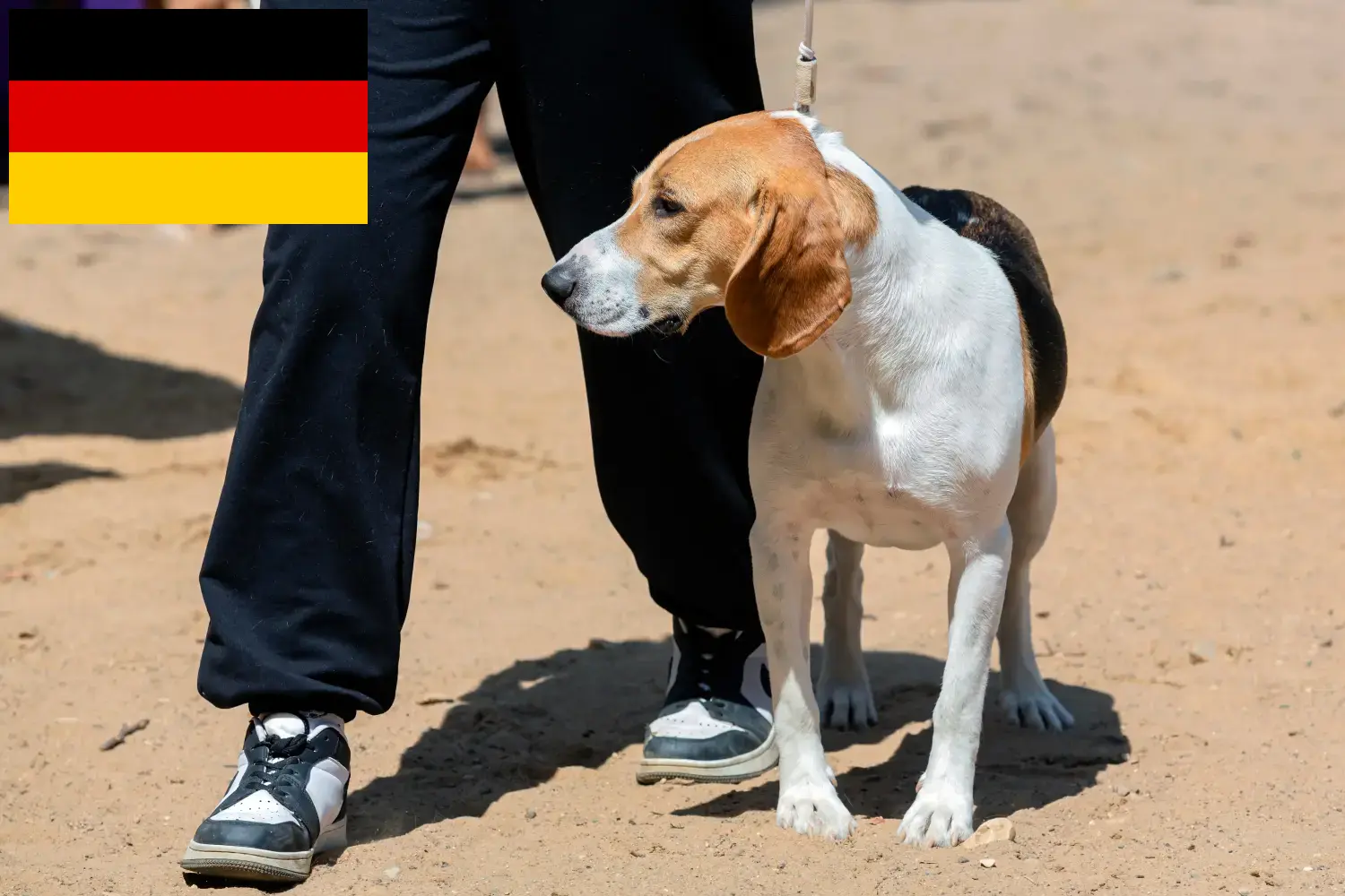 Read more about the article Swiss Lowland Dog Breeder and Puppies in Germany