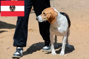 Read more about the article Swiss Lowland Dog Breeders and Puppies in Austria