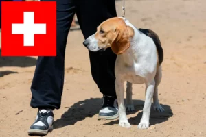 Read more about the article Swiss Lowland Dog Breeders and Puppies in Switzerland