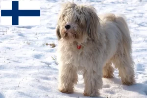 Read more about the article Tibetan Terrier breeders and puppies in Finland