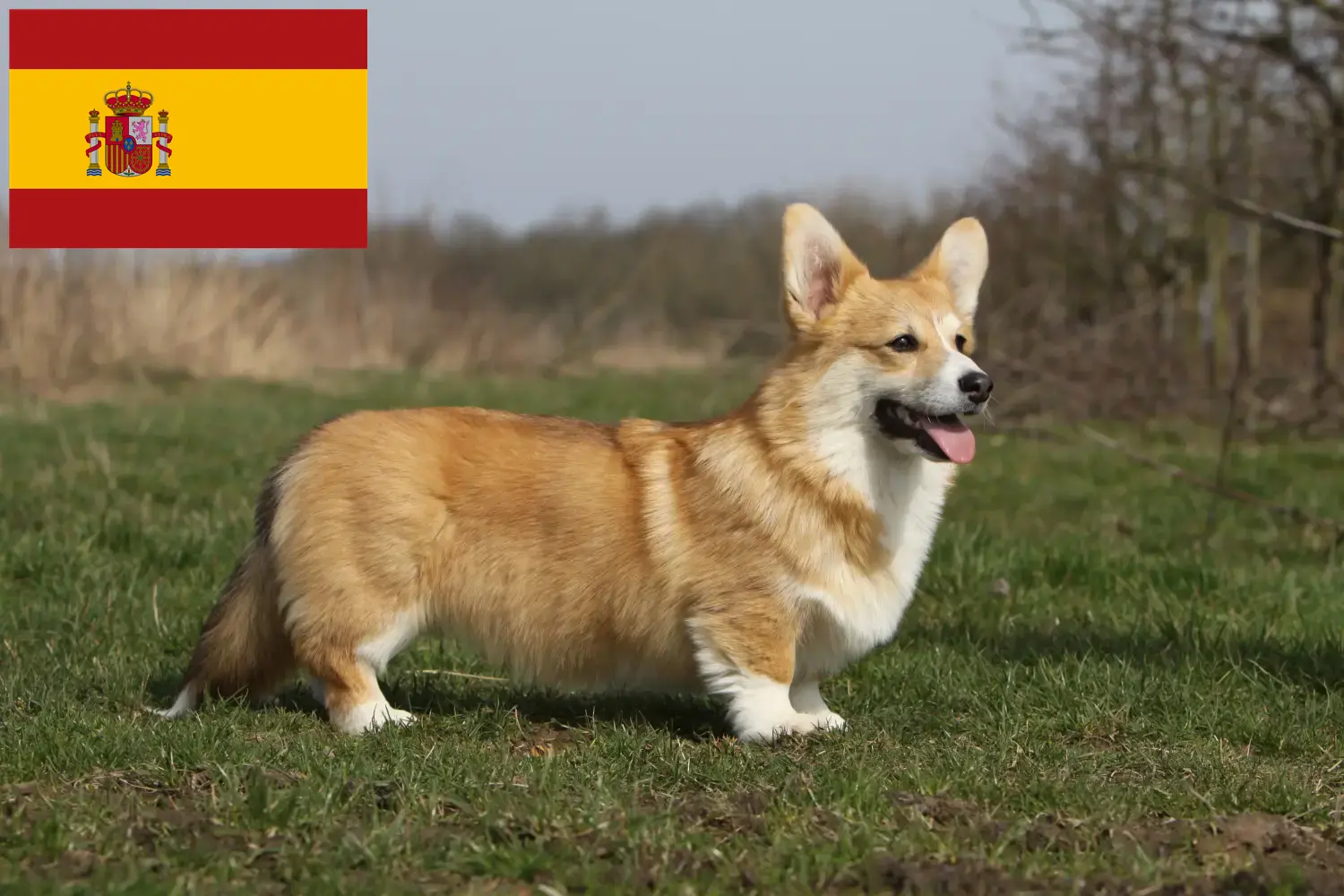 Welsh Corgi puppies and breeders Spain Here you will find Welsh Corgis breeders in Spain.