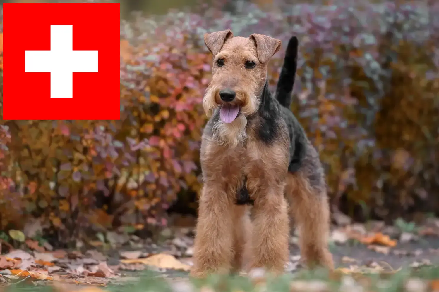 Welsh Terrier puppies and breeders Switzerland Here you can find Welsh Terrier breeders in Switzerland.