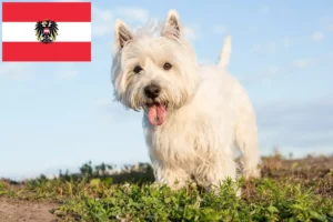 Read more about the article Westie breeders and puppies in Austria