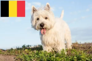 Read more about the article Westie breeders and puppies in Belgium