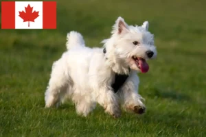 Read more about the article Westie breeders and puppies in Canada