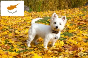 Read more about the article Westie breeders and puppies in Cyprus