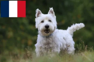 Read more about the article Westie breeders and puppies in France