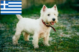 Read more about the article Westie breeders and puppies in Greece