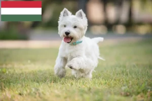 Read more about the article Westie breeders and puppies in Hungary