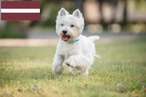 Read more about the article Westie breeders and puppies in Latvia