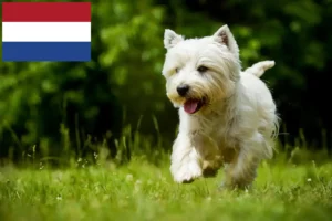 Read more about the article Westie breeders and puppies in the Netherlands