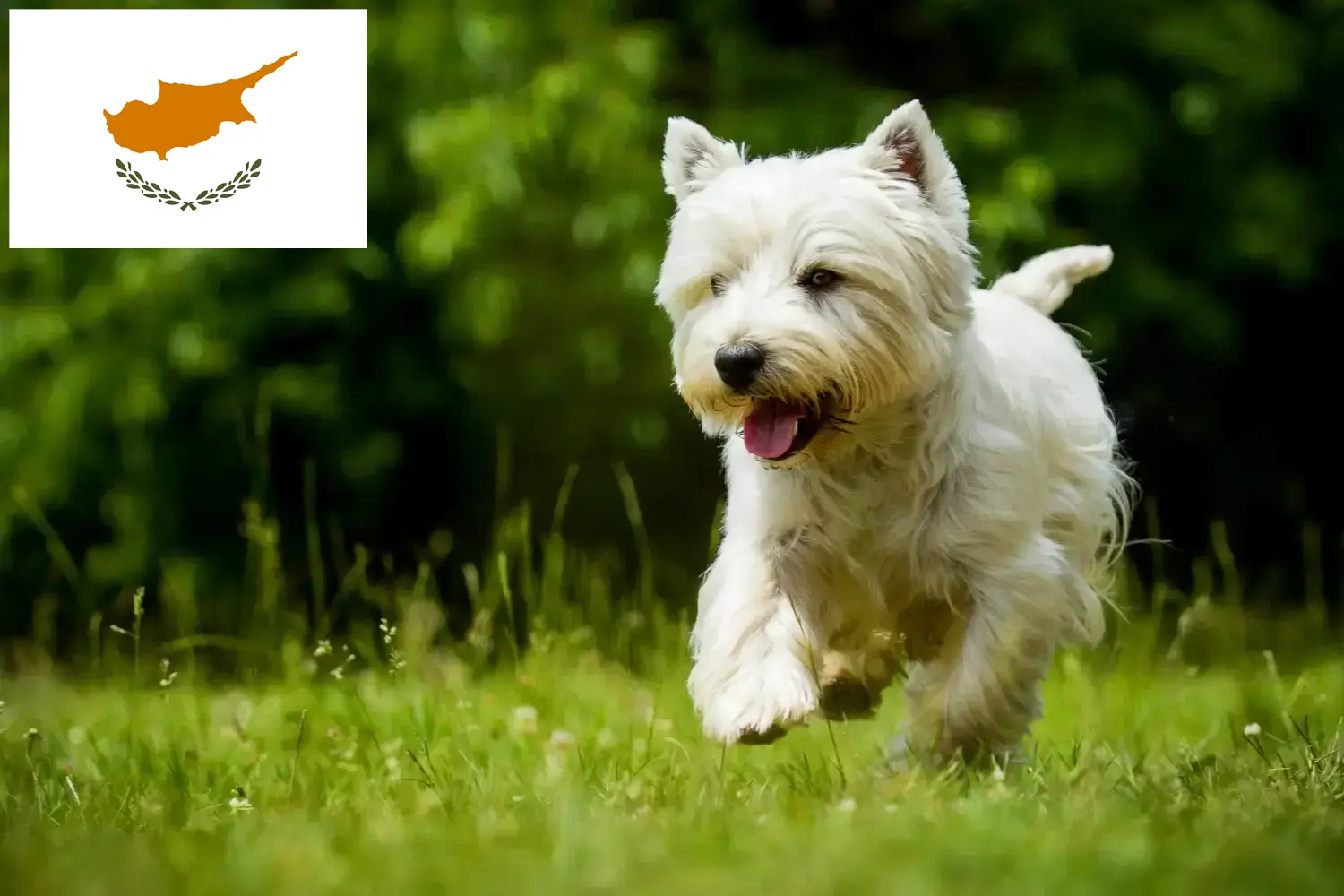 Read more about the article Westie breeders and puppies in Cyprus