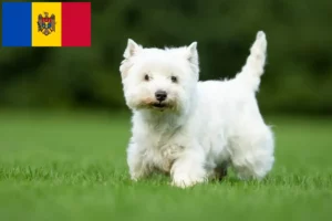 Read more about the article Westie breeders and puppies in Republic of Moldova