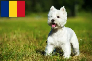 Read more about the article Westie breeders and puppies in Romania