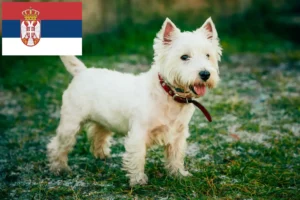 Read more about the article Westie breeders and puppies in Serbia